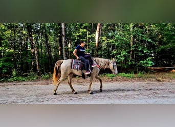 Missouri Foxtrotter, Giumenta, 12 Anni, 142 cm, Champagne