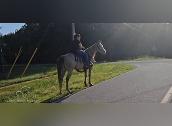 Missouri Foxtrotter, Giumenta, 12 Anni, 142 cm, Champagne