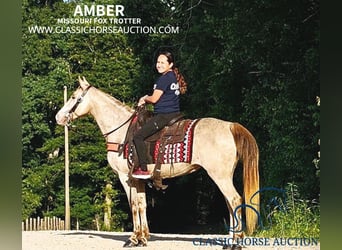 Missouri Foxtrotter, Giumenta, 12 Anni, 142 cm, Champagne