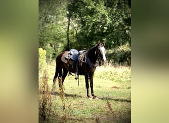 Missouri Foxtrotter, Giumenta, 13 Anni, 142 cm, Sabino