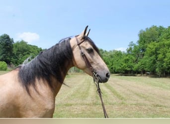 Missouri Foxtrotter, Giumenta, 13 Anni, 150 cm, Pelle di daino
