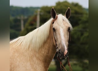 Missouri Foxtrotter, Giumenta, 13 Anni, Palomino