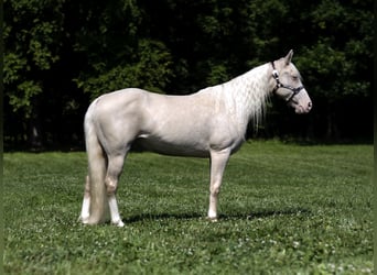 Missouri Foxtrotter, Giumenta, 14 Anni, 142 cm, Cremello