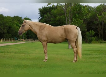 Missouri Foxtrotter, Giumenta, 14 Anni, Champagne