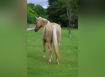 Missouri Foxtrotter, Giumenta, 14 Anni, Champagne