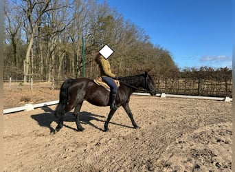 Missouri Foxtrotter, Giumenta, 17 Anni, 148 cm, Morello