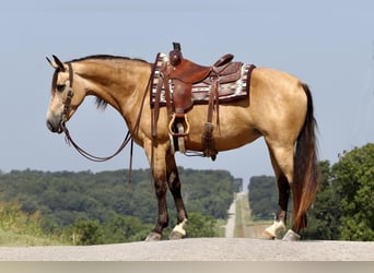 Missouri Foxtrotter, Giumenta, 8 Anni, 150 cm, Pelle di daino