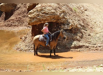 Missouri Foxtrotter, Giumenta, 8 Anni, 150 cm, Pelle di daino