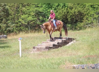 Missouri Foxtrotter, Giumenta, 8 Anni, 150 cm, Pelle di daino