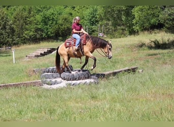 Missouri Foxtrotter, Giumenta, 8 Anni, 150 cm, Pelle di daino