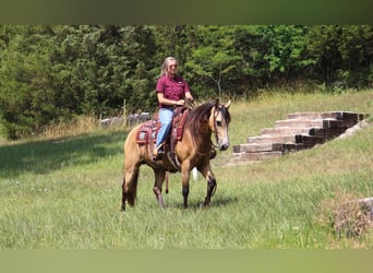 Missouri Foxtrotter, Giumenta, 8 Anni, 150 cm, Pelle di daino