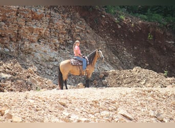 Missouri Foxtrotter, Giumenta, 8 Anni, 150 cm, Pelle di daino