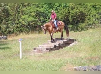 Missouri Foxtrotter, Giumenta, 8 Anni, 150 cm, Pelle di daino