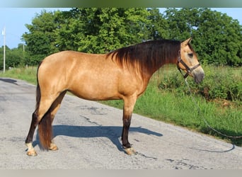 Missouri Foxtrotter, Giumenta, 8 Anni, 150 cm, Pelle di daino