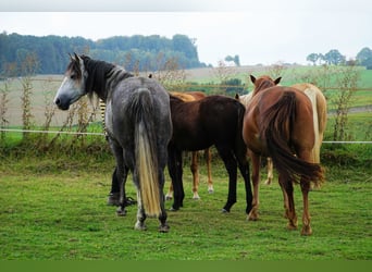 Missouri Foxtrotter, Hengst, 14 Jahre, 155 cm, Apfelschimmel