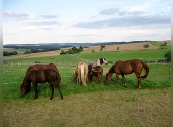 Missouri Foxtrotter, Hengst, 14 Jahre, 155 cm, Apfelschimmel