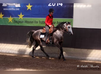 Missouri Foxtrotter, Hengst, 14 Jahre, 155 cm, Apfelschimmel