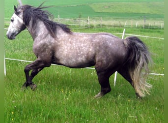 Missouri Foxtrotter, Hengst, 14 Jahre, 155 cm, Apfelschimmel