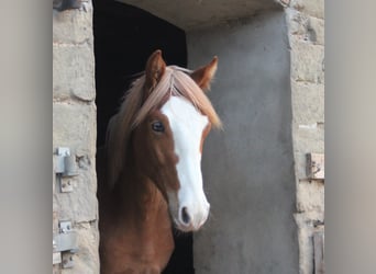 Missouri Foxtrotter, Hengst, 1 Jahr, Fuchs