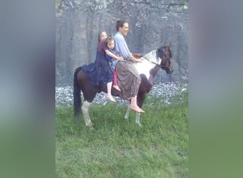 Missouri Foxtrotter, Hengst, 3 Jaar, 140 cm, Tobiano-alle-kleuren