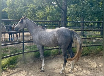 Missouri Foxtrotter Mix, Hengst, 3 Jaar, 142 cm, Blauwschimmel