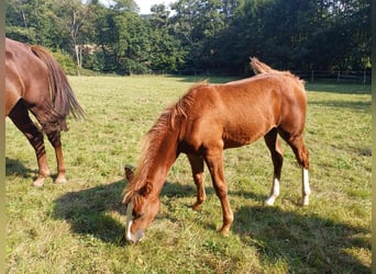 Missouri Foxtrotter, Hengst, Fohlen (04/2024), 157 cm, Fuchs