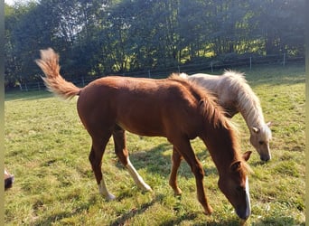 Missouri Foxtrotter, Hengst, Fohlen (04/2024), 157 cm, Fuchs