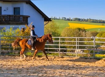 Missouri Foxtrotter, Hengst, 5 Jahre, 154 cm, Fuchs