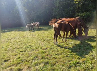 Missouri Foxtrotter, Hengst, veulen (04/2024), 157 cm, Vos