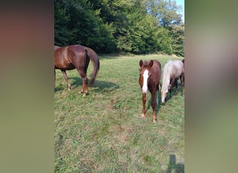 Missouri Foxtrotter, Hingst, Föl (04/2024), 157 cm, fux