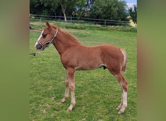 Missouri Foxtrotter, Hingst, Föl (04/2024), 157 cm, fux