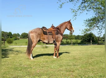 Missouri Foxtrotter, Hongre, 10 Ans, 152 cm, Rouan Rouge