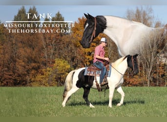 Missouri Foxtrotter, Hongre, 10 Ans, 152 cm, Tobiano-toutes couleurs