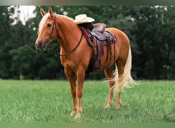 Missouri Foxtrotter, Hongre, 10 Ans, 155 cm, Palomino