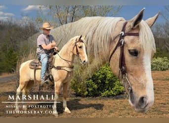 Missouri Foxtrotter, Hongre, 11 Ans, Palomino