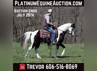 Missouri Foxtrotter, Hongre, 12 Ans, 145 cm, Tobiano-toutes couleurs