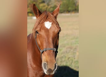 Missouri Foxtrotter, Hongre, 13 Ans, 145 cm, Alezan brûlé