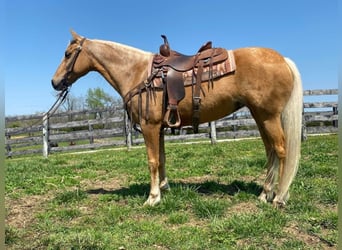 Missouri Foxtrotter, Hongre, 13 Ans, 150 cm, Palomino