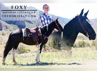 Missouri Foxtrotter, Hongre, 13 Ans, 157 cm, Tobiano-toutes couleurs