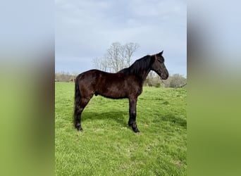 Missouri Foxtrotter, Hongre, 13 Ans, Noir