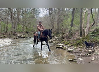 Missouri Foxtrotter, Hongre, 13 Ans, Noir