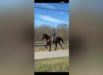 Missouri Foxtrotter, Hongre, 13 Ans, Noir