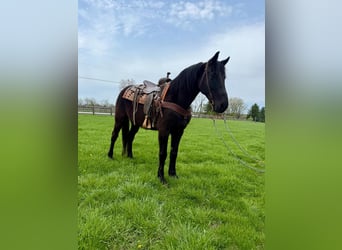 Missouri Foxtrotter, Hongre, 13 Ans, Noir