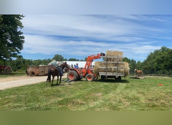 Missouri Foxtrotter, Hongre, 14 Ans, 157 cm, Bai cerise