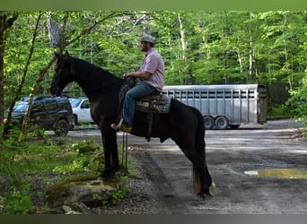 Missouri Foxtrotter, Hongre, 14 Ans, Noir