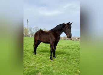 Missouri Foxtrotter, Hongre, 14 Ans, Noir