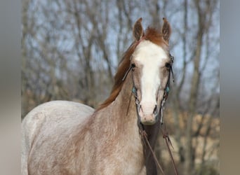 Missouri Foxtrotter, Hongre, 16 Ans, 147 cm, Rouan Rouge