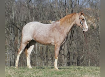 Missouri Foxtrotter, Hongre, 16 Ans, 147 cm, Rouan Rouge