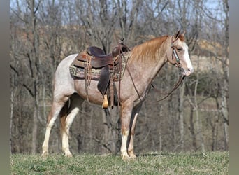 Missouri Foxtrotter, Hongre, 16 Ans, 147 cm, Rouan Rouge