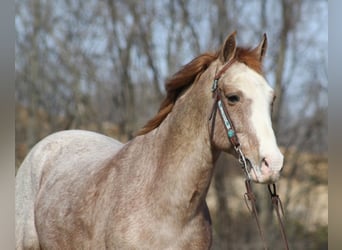 Missouri Foxtrotter, Hongre, 16 Ans, 147 cm, Rouan Rouge